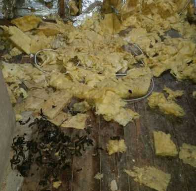 Marten damage in the attic